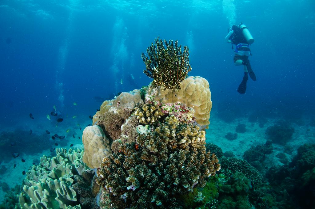 #FUN, #Coral, #Fish awareness  - *DUMAGUETE, PHL - katipanan & Chapel@APO Island