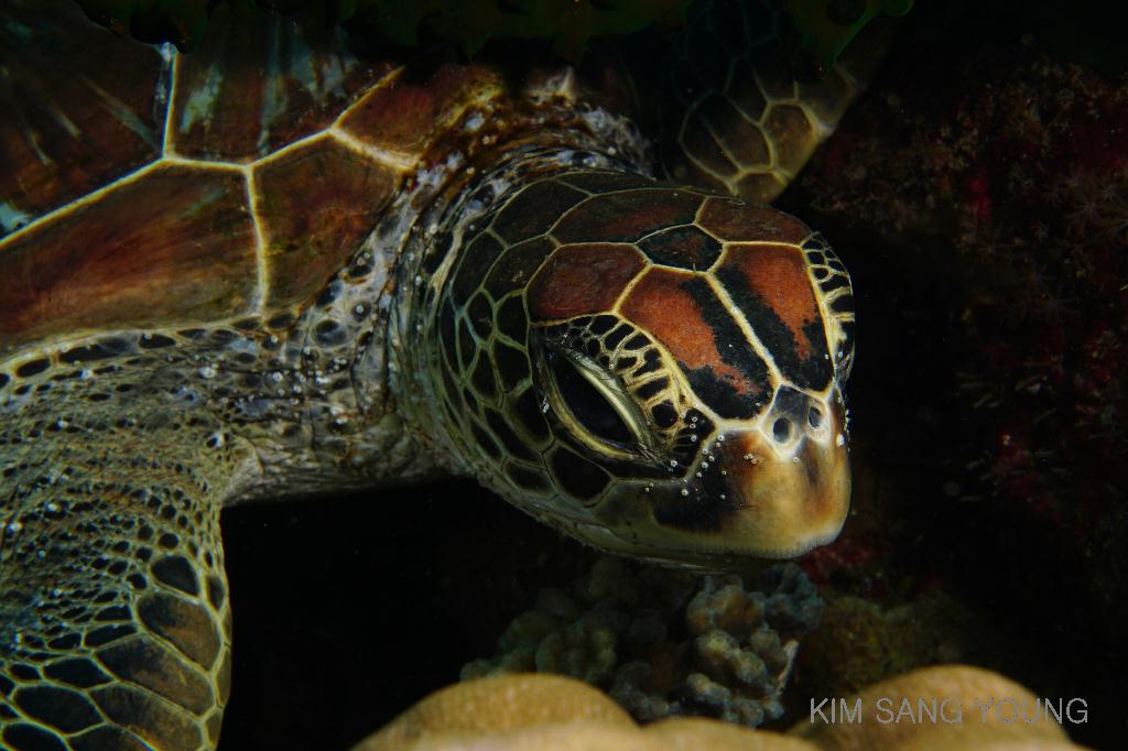 #FUN, #Coral, #Fish awareness, #Muck - *DUMAGUETE, PHL - Masaplod Sanctuary@Dauin Beach