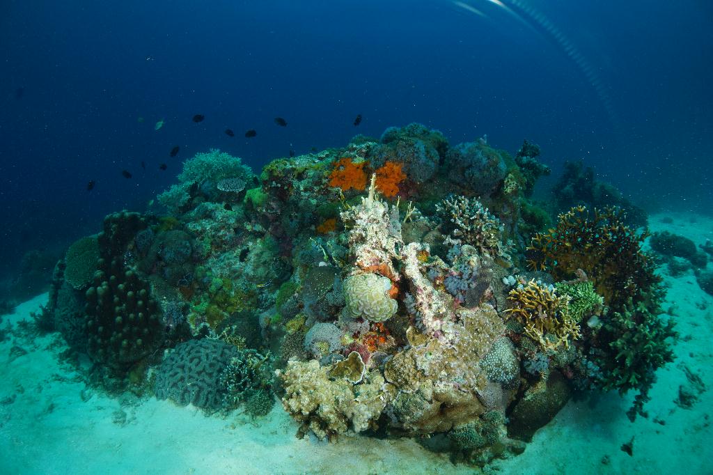 #FUN, #Coral, #Fish awareness  - *DUMAGUETE, PHL - Rock West@APO Island