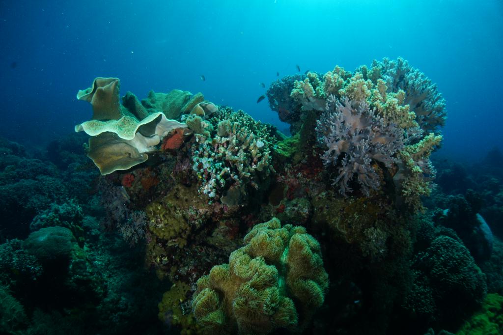 #FUN, #Coral, #Fish awareness  - *DUMAGUETE, PHL - Largahan@APO Island