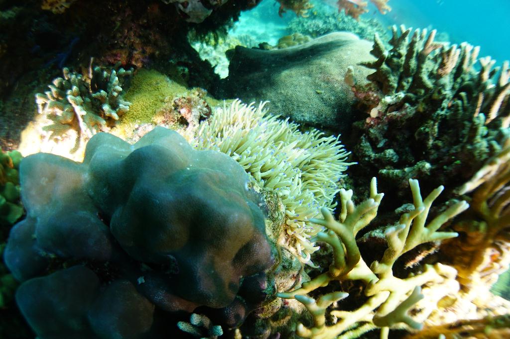 #FUN, #Coral, #Fish awareness  - *DUMAGUETE, PHL - Chapel@APO Island