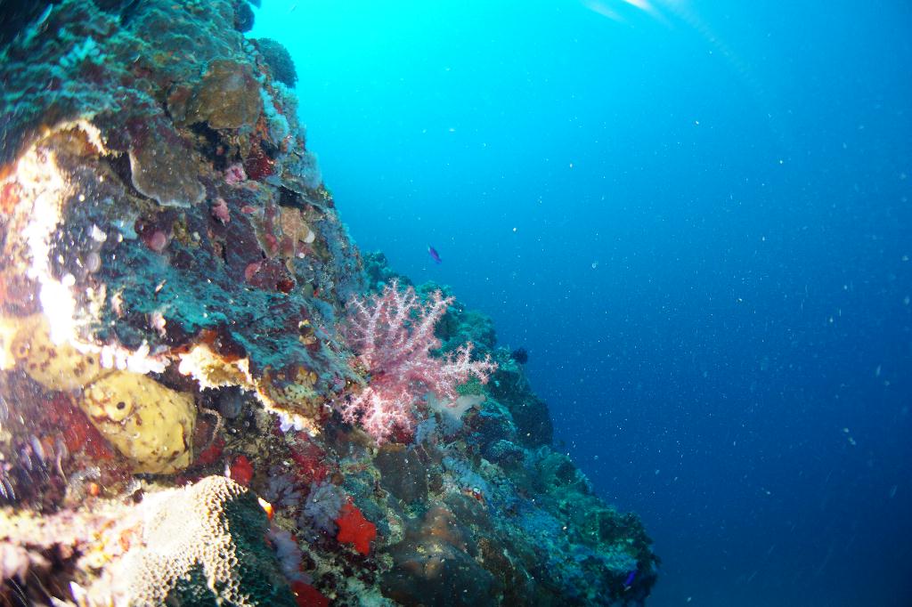 #FUN, #Coral, #Fish awareness  - *DUMAGUETE, PHL - Chapel@APO Island