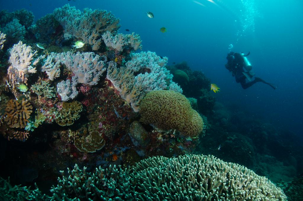 #FUN, #Coral, #Fish awareness  - *DUMAGUETE, PHL - Rock West@APO Island