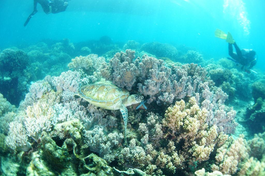 #FUN, #Coral, #Fish awareness  - *DUMAGUETE, PHL - Katipanan@APO Island
