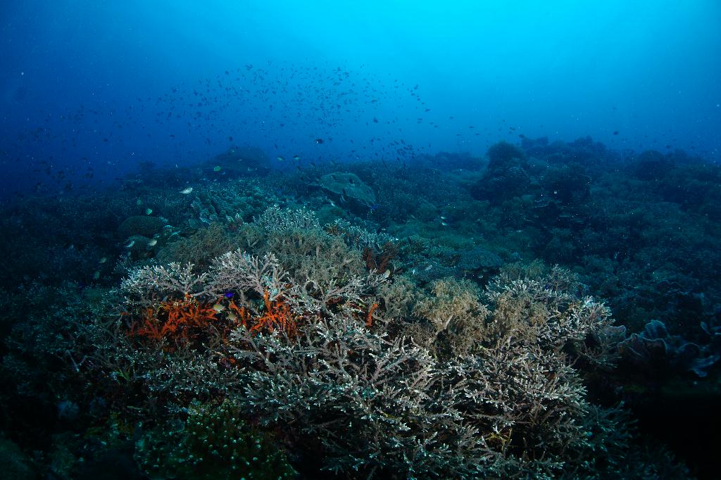#FUN, #Coral, #Fish awareness  - *DUMAGUETE, PHL - katipanan & Chapel@APO Island