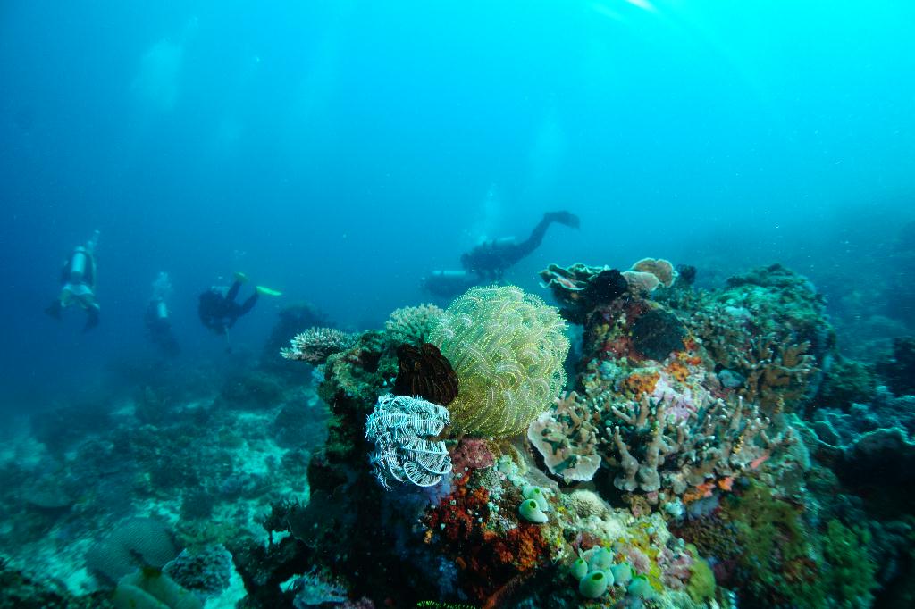 #FUN, #Coral, #Fish awareness  - *DUMAGUETE, PHL - Katipanan@APO Island