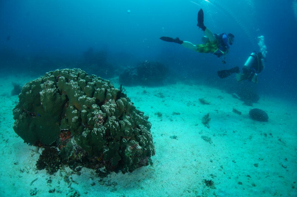 #FUN, #Coral, #Fish awareness  - *DUMAGUETE, PHL - Largahan@APO Island