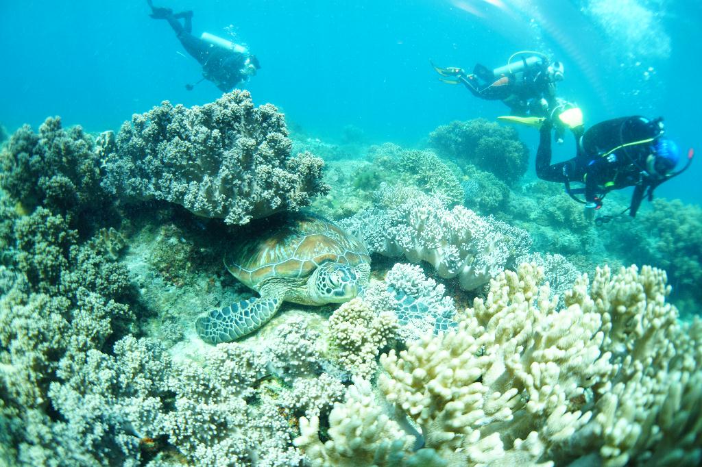 #FUN, #Coral, #Fish awareness  - *DUMAGUETE, PHL - Katipanan@APO Island