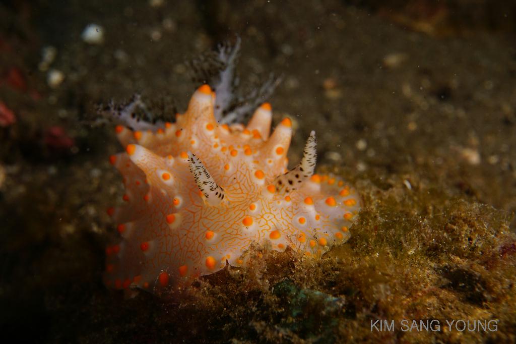 #FUN, #Coral, #Fish awareness, #Muck - *DUMAGUETE, PHL - Masaplod Sanctuary@Dauin Beach