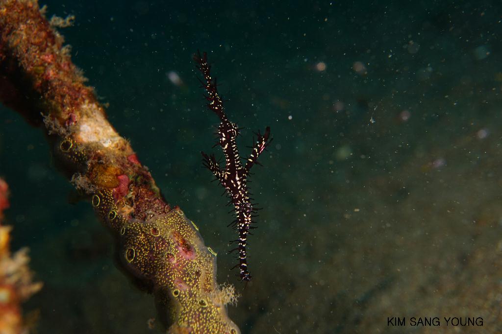 #FUN, #Coral, #Fish awareness, #Muck - *DUMAGUETE, PHL - El dorado beach@Dauin Beach