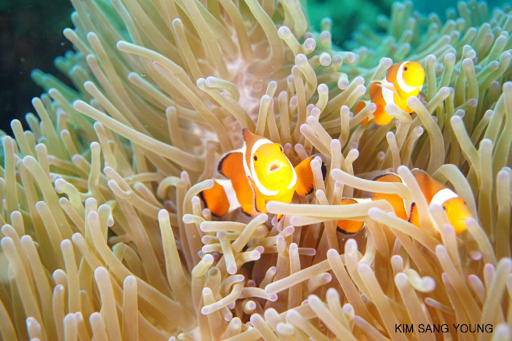 #FUN, #Coral, #Fish awareness, #Muck - *DUMAGUETE, PHL - El dorado beach@Dauin Beach