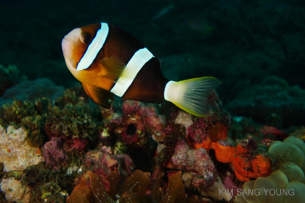 #FUN, #Coral, #Fish awareness, #Muck - *DUMAGUETE, PHL - Masaplod Sanctuary@Dauin Beach