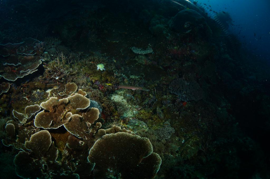 #FUN, #Coral, #Fish awareness  - *DUMAGUETE, PHL - Chapel@APO Island