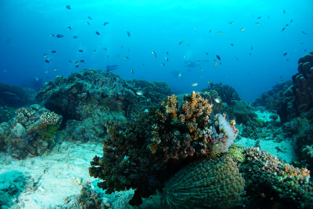#FUN, #Coral, #Fish awareness  - *DUMAGUETE, PHL - katipanan & Chapel@APO Island