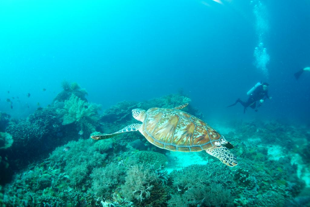 #FUN, #Coral, #Fish awareness  - *DUMAGUETE, PHL - Katipanan@APO Island