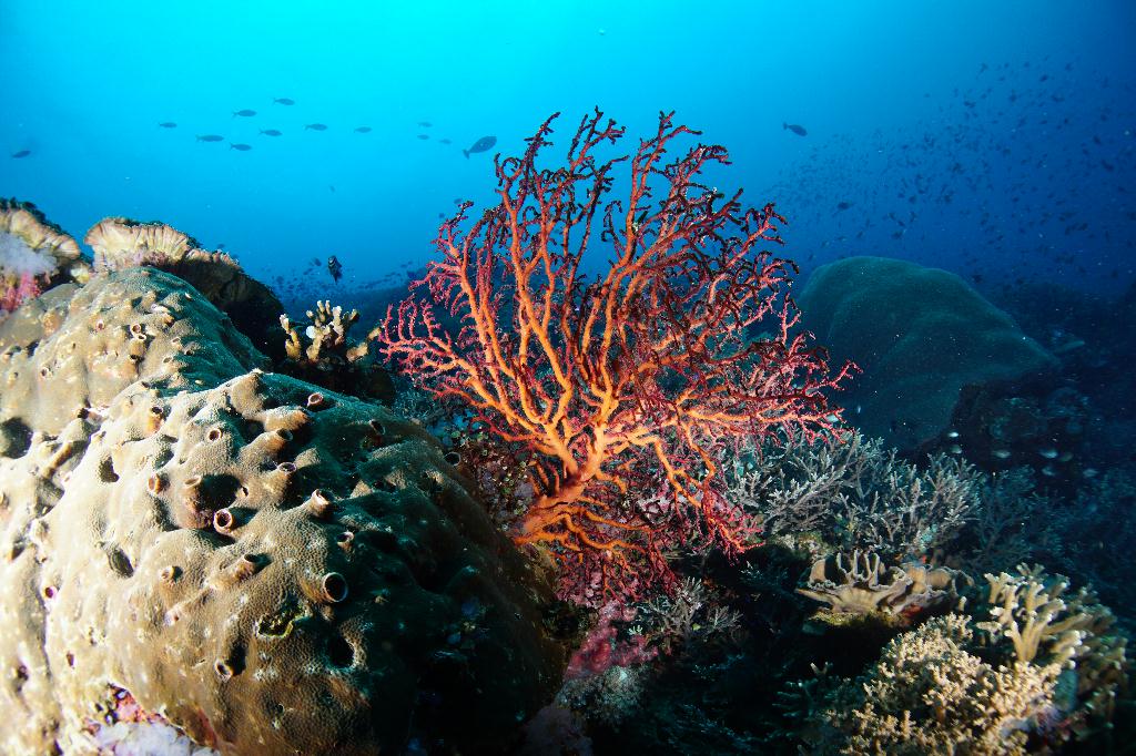 #FUN, #Coral, #Fish awareness  - *DUMAGUETE, PHL - katipanan & Chapel@APO Island