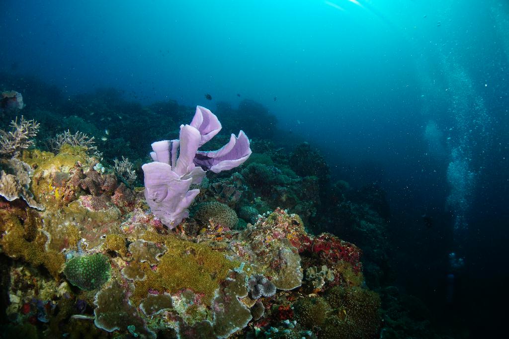 #FUN, #Coral, #Fish awareness  - *DUMAGUETE, PHL - Rock West@APO Island