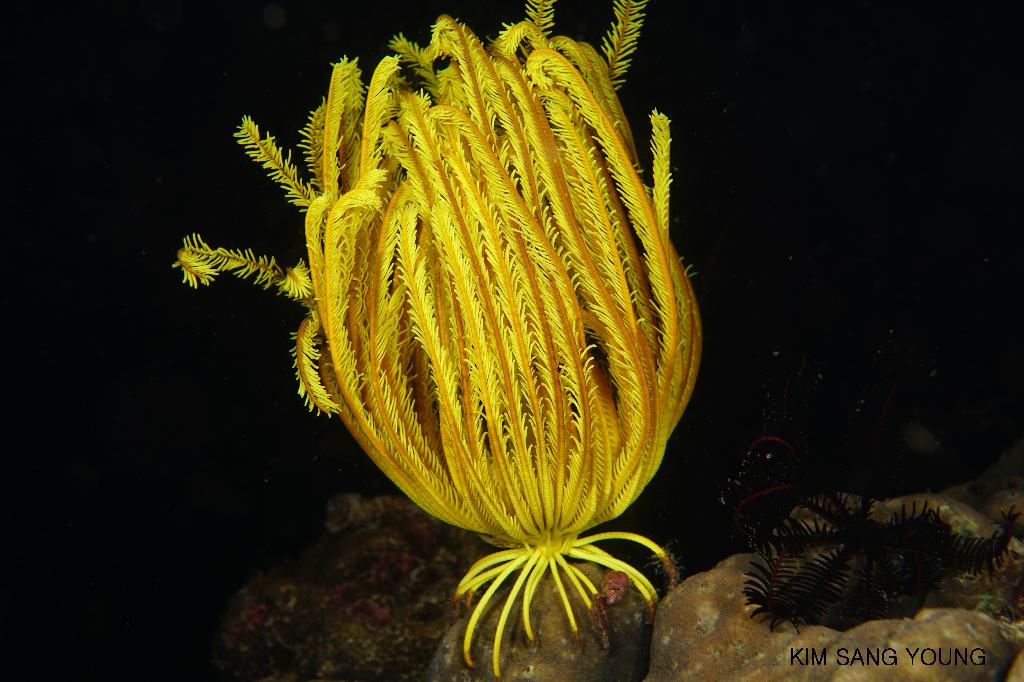 #FUN, #Coral, #Fish awareness, #Muck - *DUMAGUETE, PHL - Dauin North@Dauin Beach