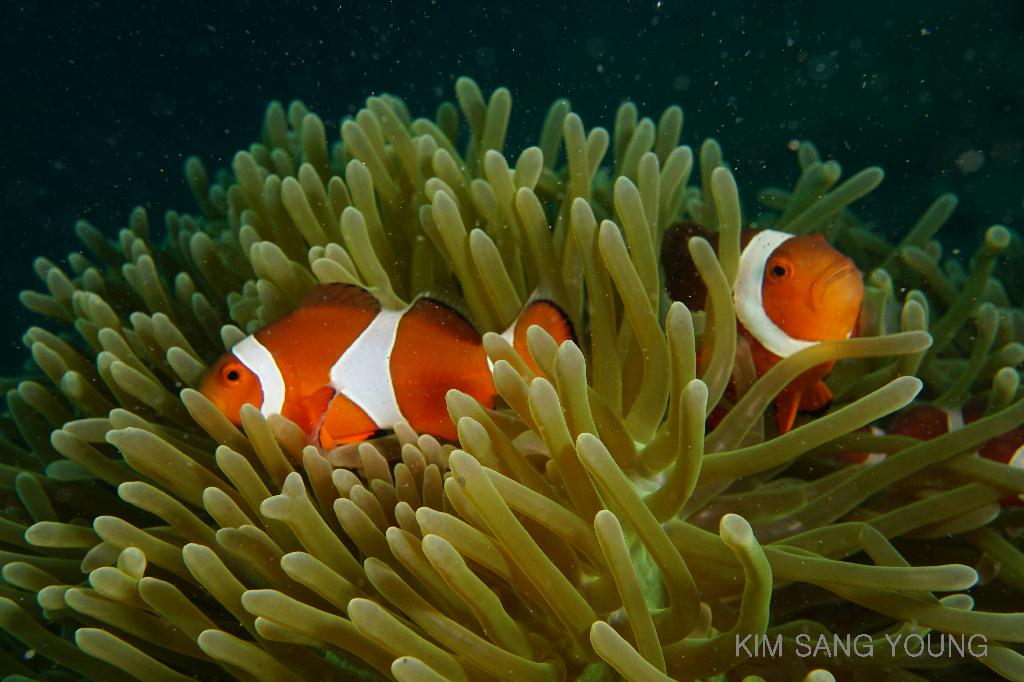 #FUN, #Coral, #Fish awareness, #Muck - *DUMAGUETE, PHL - Masaplod Sanctuary@Dauin Beach