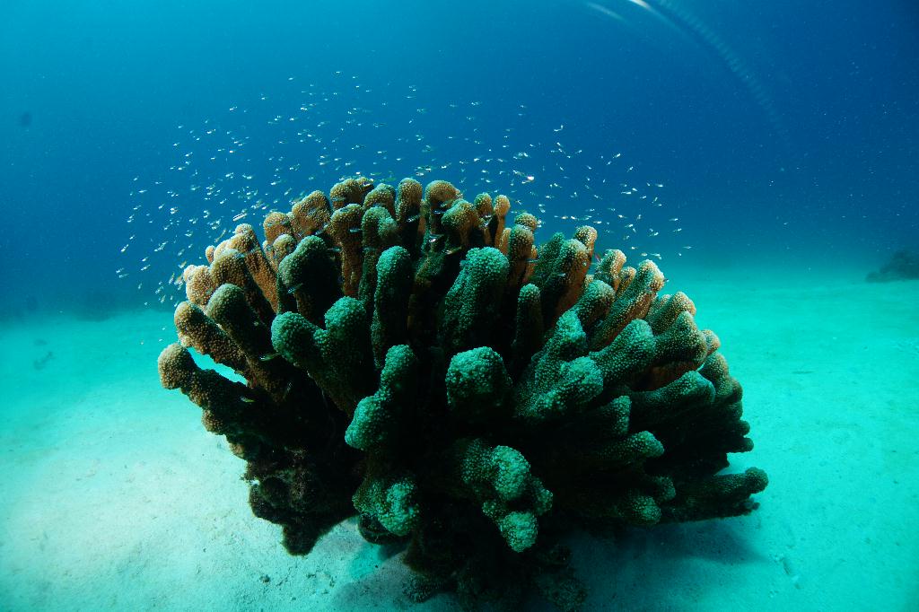 #FUN, #Coral, #Fish awareness  - *DUMAGUETE, PHL - Largahan@APO Island