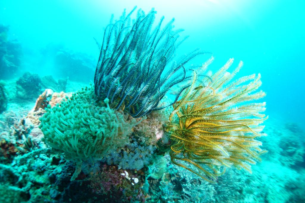 #FUN, #Coral, #Fish awareness  - *DUMAGUETE, PHL - Katipanan@APO Island