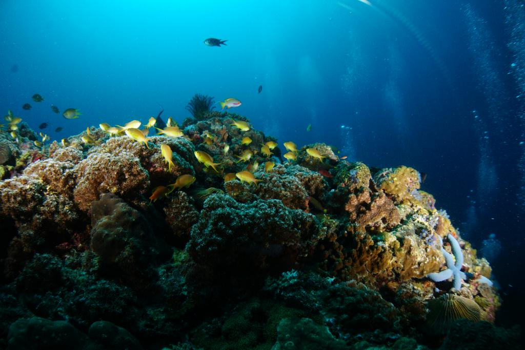 #FUN, #Coral, #Fish awareness  - *DUMAGUETE, PHL - Rock West@APO Island