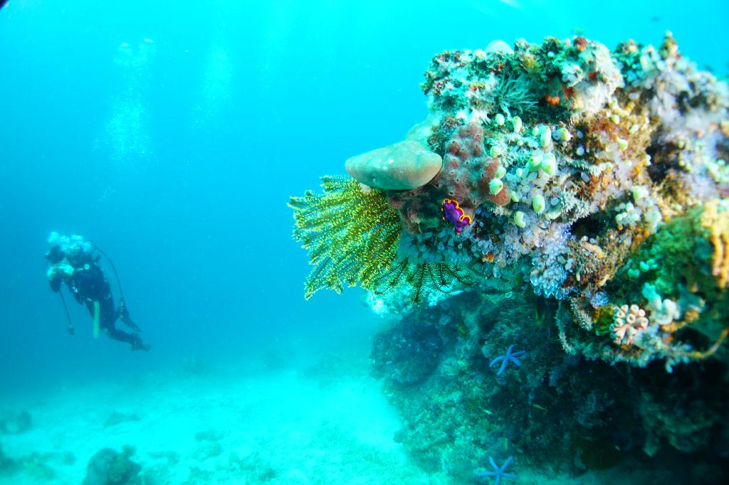#FUN, #Coral, #Fish awareness  - *DUMAGUETE, PHL - Katipanan@APO Island