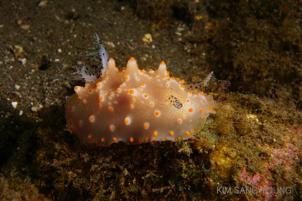 #FUN, #Coral, #Fish awareness, #Muck - *DUMAGUETE, PHL - Masaplod Sanctuary@Dauin Beach