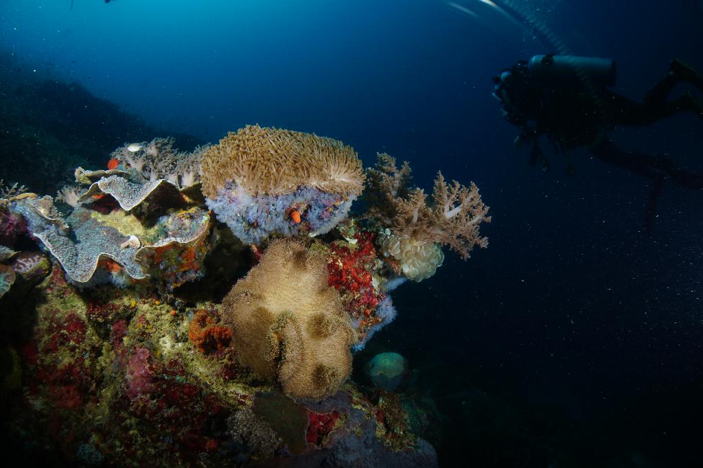 #FUN, #Coral, #Fish awareness  - *DUMAGUETE, PHL - Chapel@APO Island