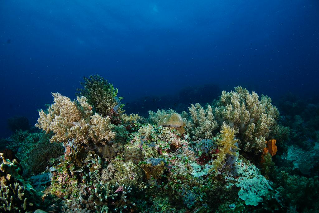 #FUN, #Coral, #Fish awareness  - *DUMAGUETE, PHL - Rock West@APO Island
