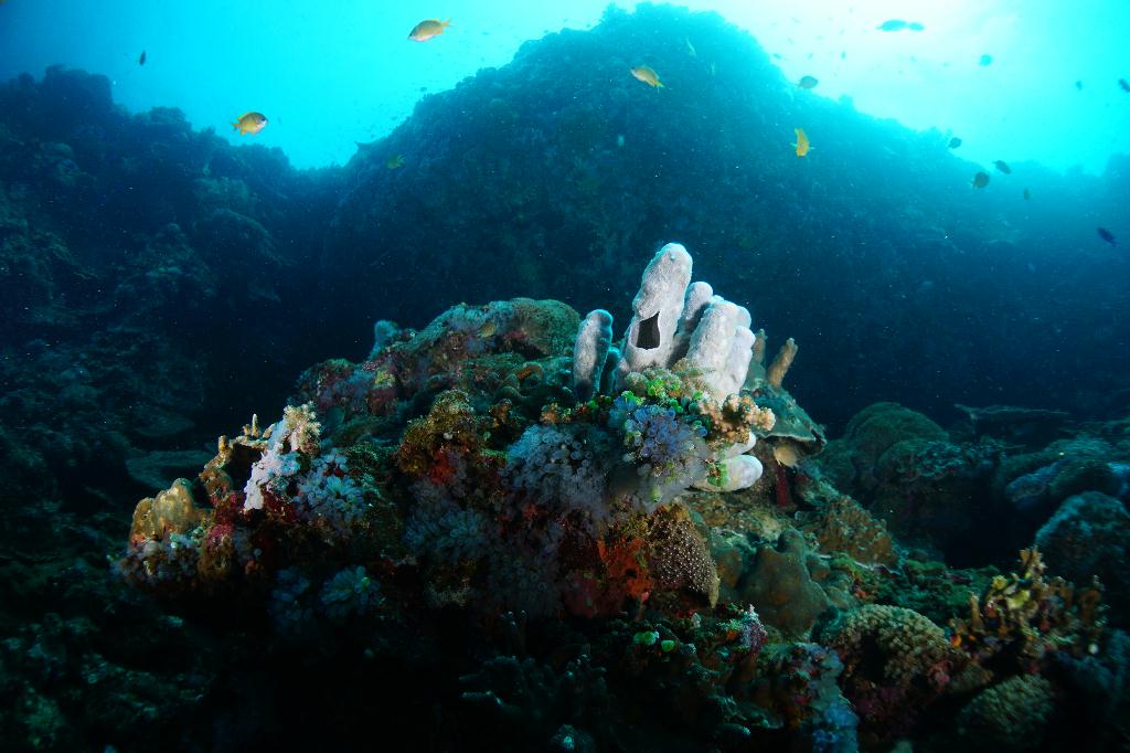 #FUN, #Coral, #Fish awareness  - *DUMAGUETE, PHL - katipanan & Chapel@APO Island