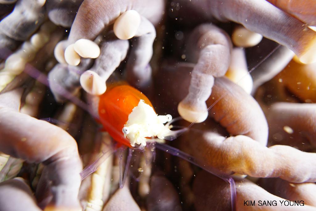 #FUN, #Coral, #Fish awareness, #Muck - *DUMAGUETE, PHL - Dauin North@Dauin Beach