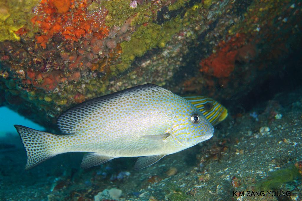 #FUN, #Coral, #Fish awareness, #Muck - *DUMAGUETE, PHL - El dorado beach@Dauin Beach