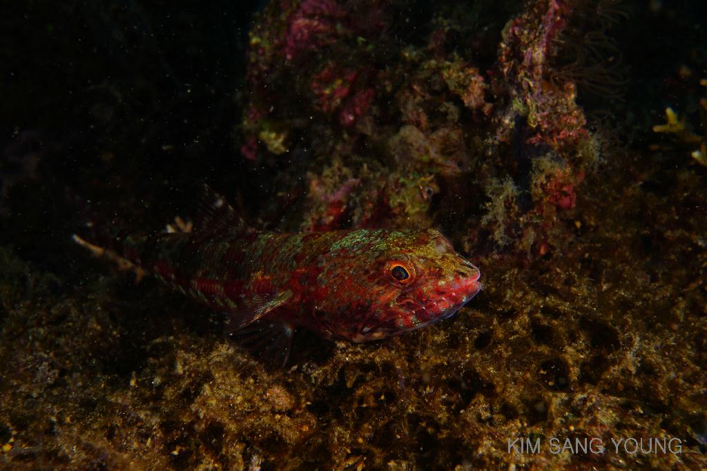 #FUN, #Coral, #Fish awareness, #Muck - *DUMAGUETE, PHL - Dauin South@Dauin Beach