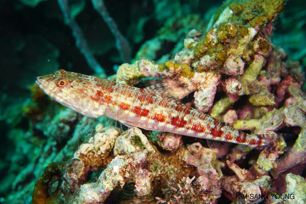 #FUN, #Coral, #Fish awareness  - *DUMAGUETE, PHL - Dauin North@Dauin Beach