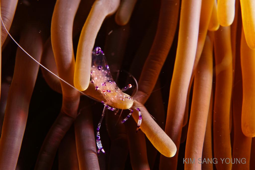 #FUN, #Coral, #Fish awareness, #Muck - *DUMAGUETE, PHL - Dauin South@Dauin Beach