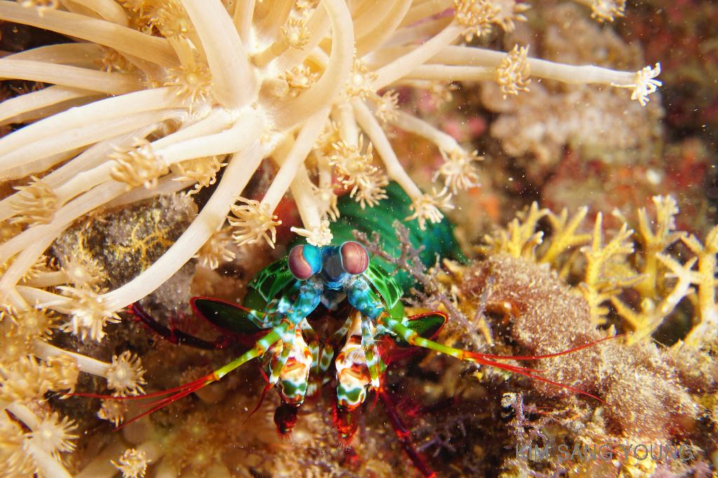 #FUN, #Coral, #Fish awareness, #Muck - *DUMAGUETE, PHL - Dauin South@Dauin Beach