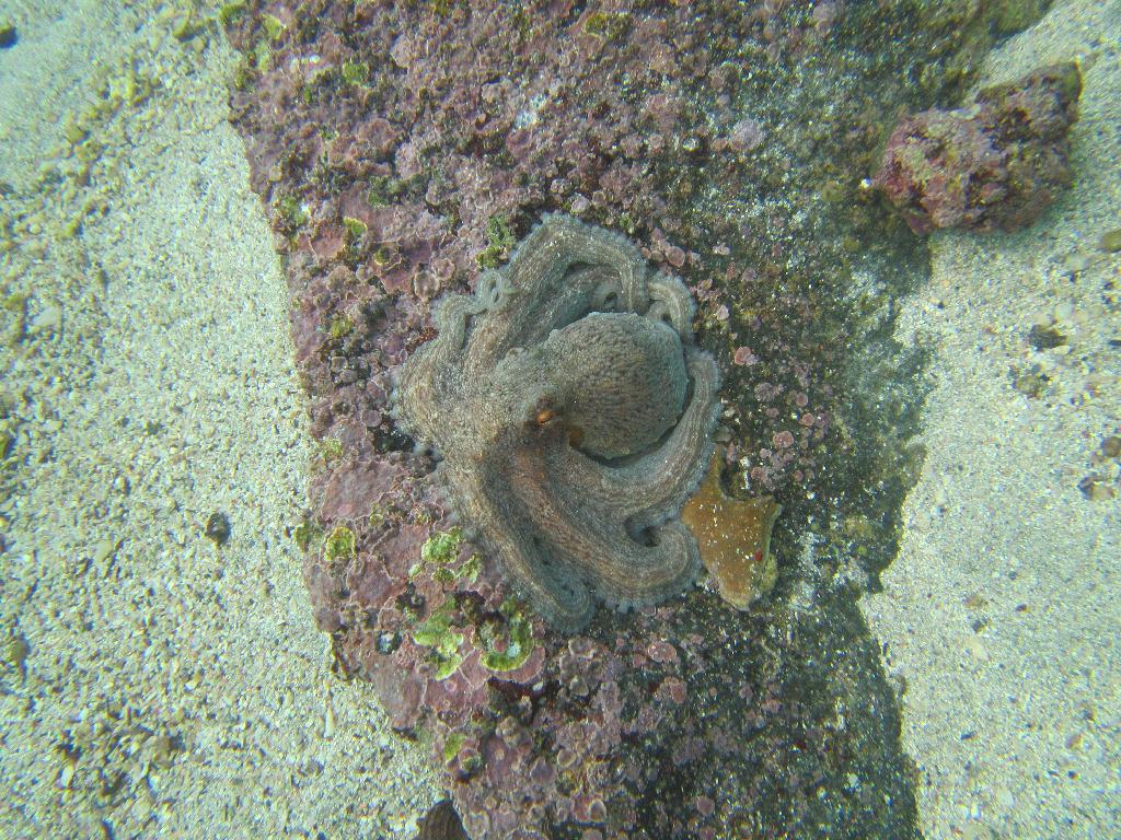 펀다이빙, 컴퓨터 테스트 - 제주도 함덕 - 전복양식장