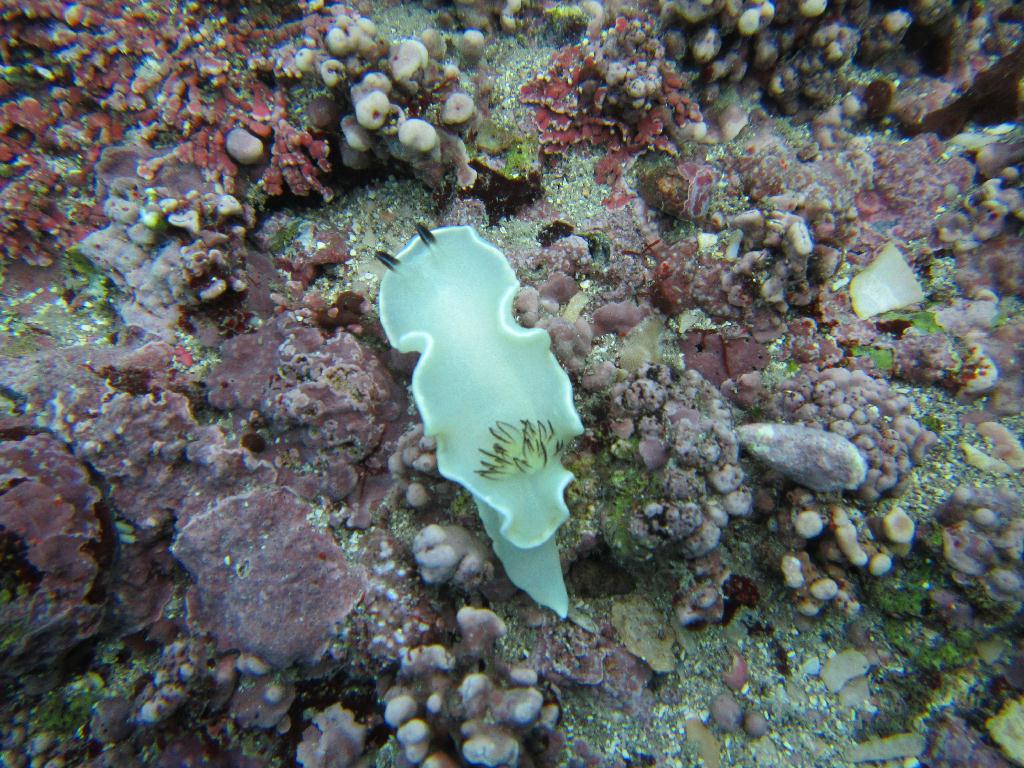 펀다이빙, 컴퓨터 테스트 - 제주도 함덕 - 전복양식장