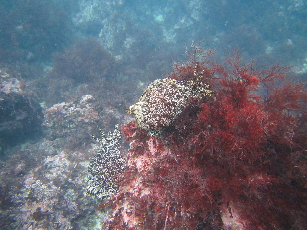 펀다이빙, 컴퓨터 테스트 - 제주도 함덕 - 전복양식장