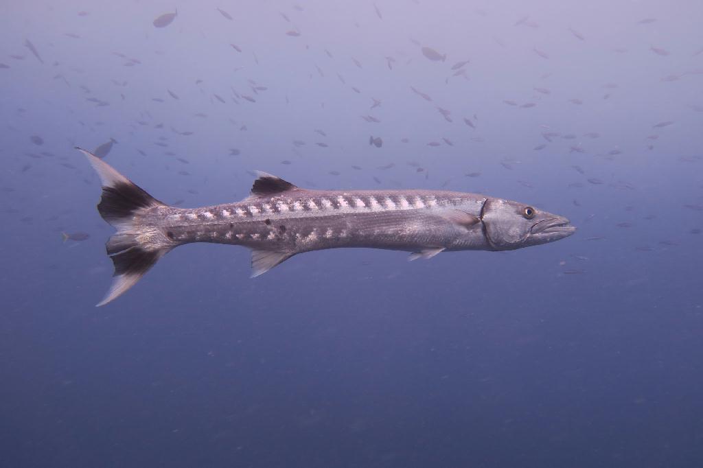 펀다이빙 - 팔라우 - Now drop off