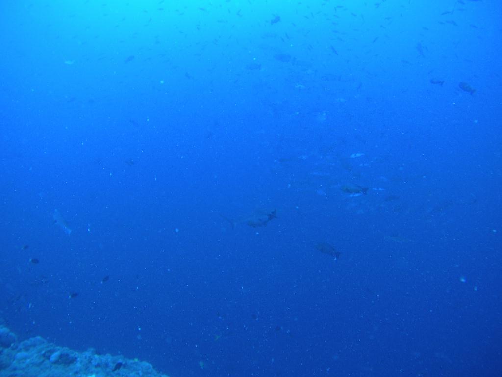 팔라우 다이빙 3일차 - Palau - Siaes Corner