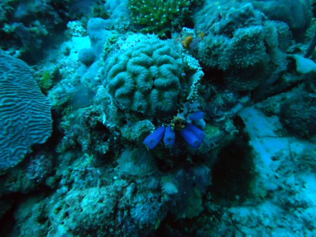 두번째 바다 이야기 - 필리핀 세부 - 막탄 제이다이브