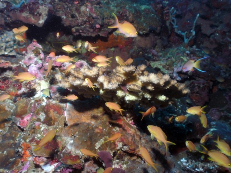 펀다이빙 - 필리핀 모알보알 블루스타 리조트 - 페스카도르(서)