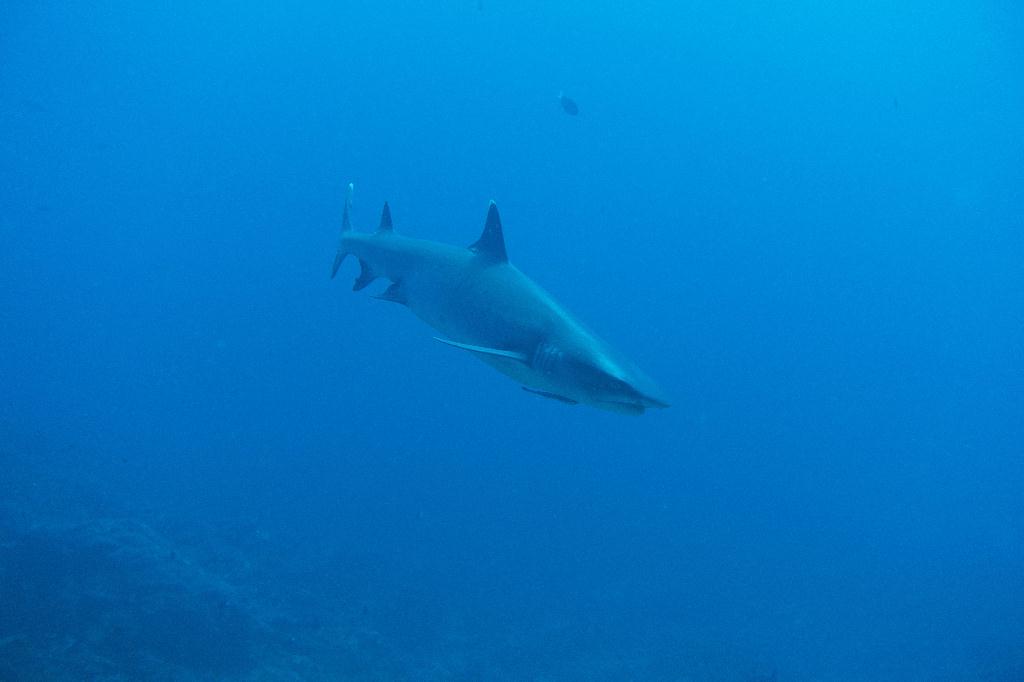 fd拍照 - Gili Trawangan - Shark point