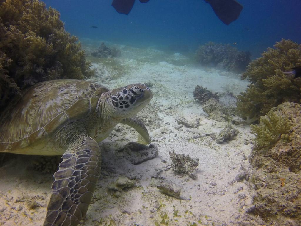 펀다이빙 - 필리핀 보홀 블루워터 - Balicasag Diver