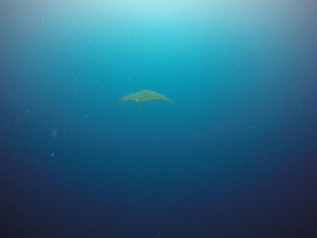 체크다이빙 - 필리핀 보홀 블루워터 리조트 - Balicasag Fish sanctuary