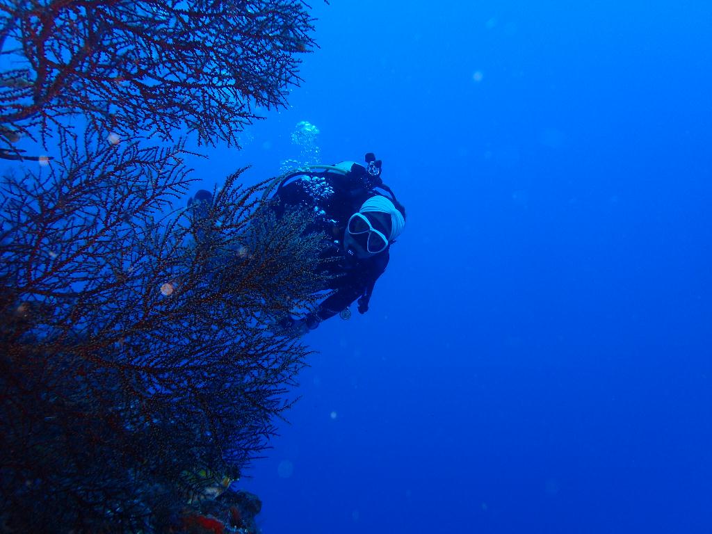 펀다이빙 - 인도네시아 마나도 - 부나켄 월