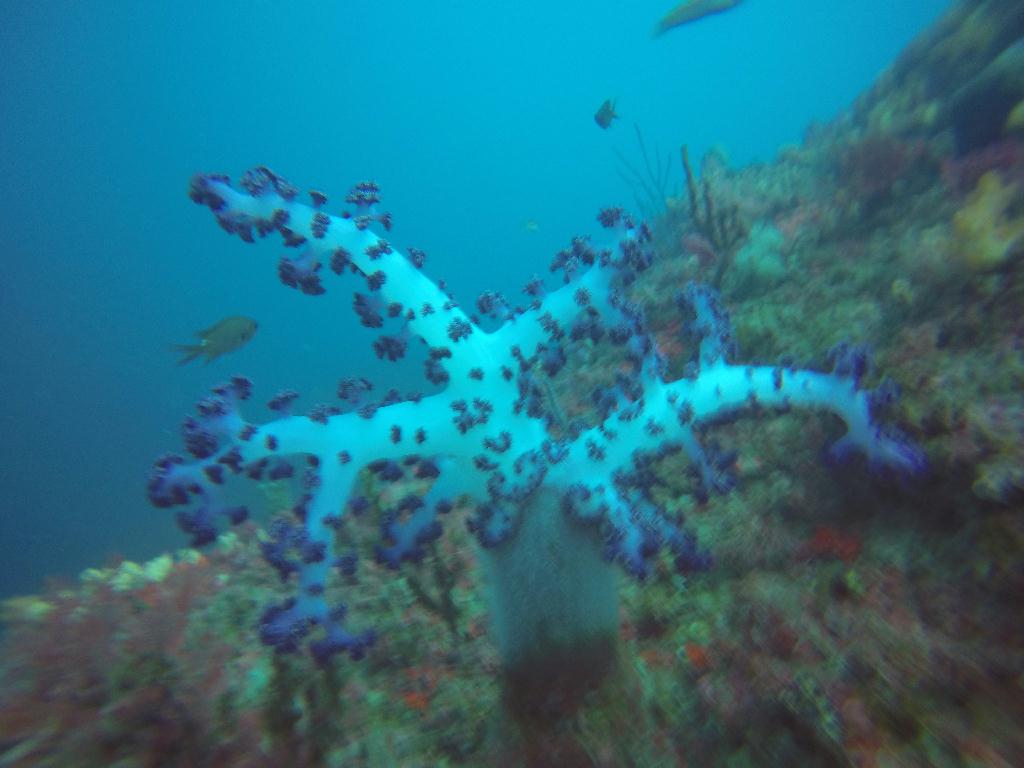 FUN DIVING - 제주 서귀포 볼레랑개 - 섶섬 1코스