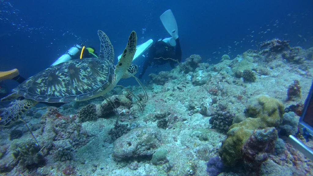 펀다이빙 및 어드벤스 교육 - 팔라우 MK다이브리조트 - 블루 코너